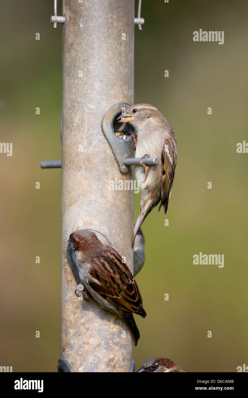 Casa passeri; Passer domesticus; sulle sementi alimentatore; Regno Unito Foto Stock