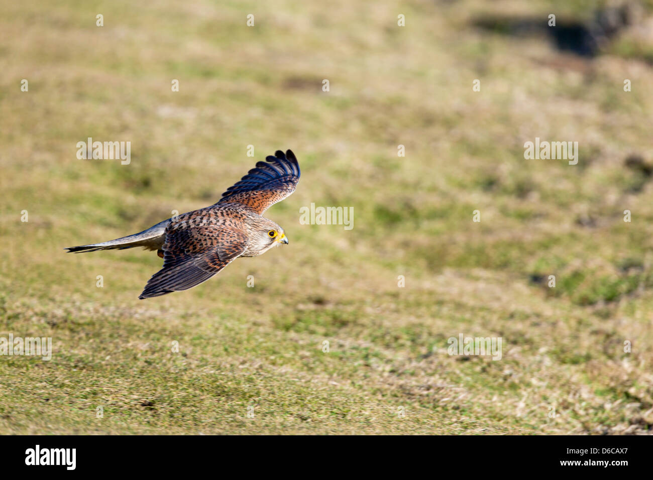 Il gheppio; Falco tinnunculus; femmina; in volo; Regno Unito Foto Stock