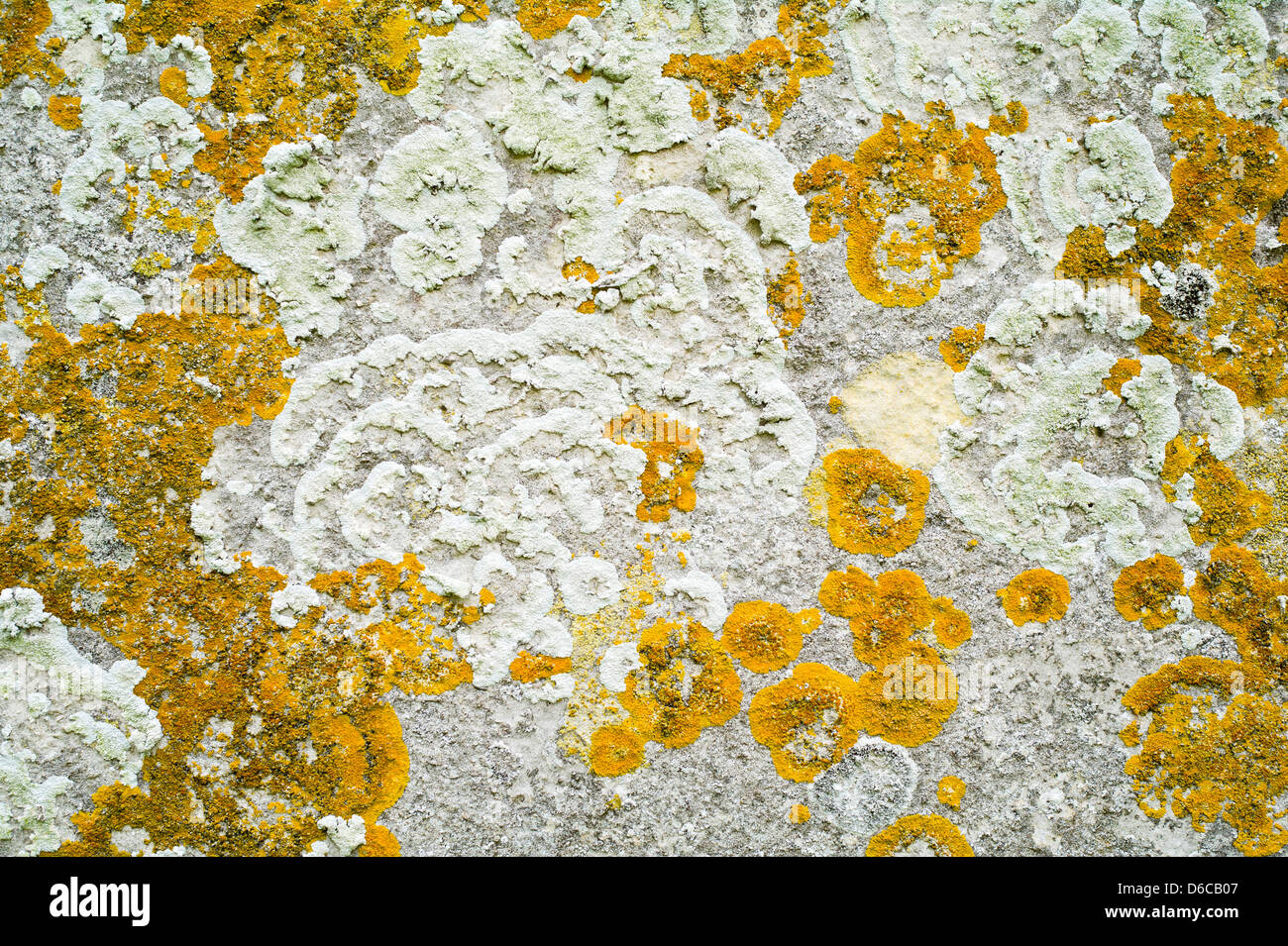 Crustose licheni crescono su Lastra Tombale Foto Stock
