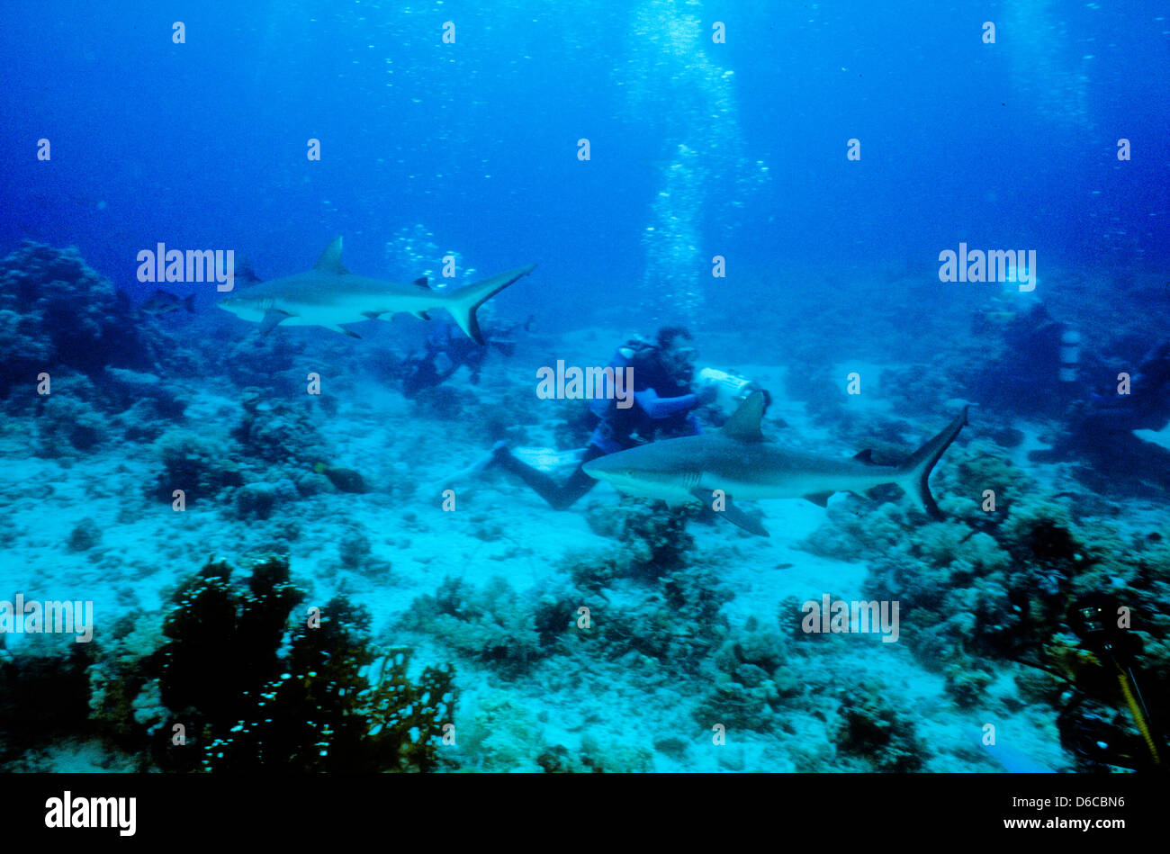 Lo squalo grigio di barriera,Carcharhinus anblyrhynchos,Mare Rosso Dec 1986 conversioni di scorrimento,l'Egitto,Penisola del Sinai,Sudan Safari immersioni dalla barca, Foto Stock