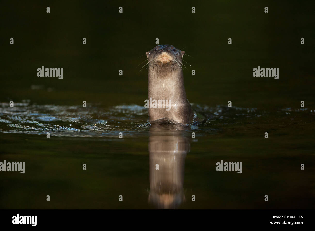 Panama fauna selvatica con una lontra neotropico fiume, Lontra longicaudis, in Rio Colle del sur, provincia di Colle, Repubblica di Panama, America Centrale. Foto Stock