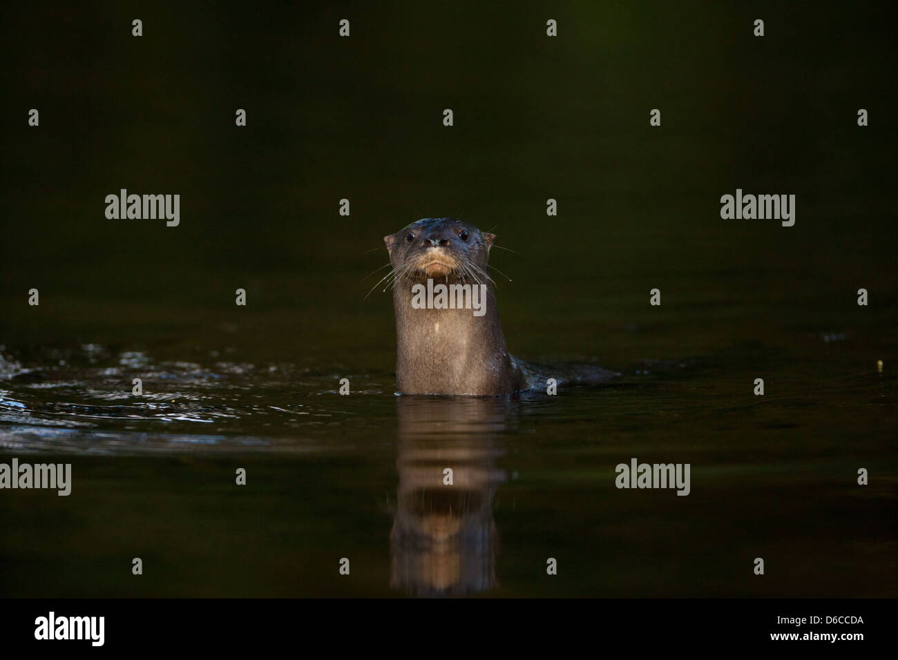 Panama fauna selvatica con una lontra neotropico fiume, Lontra longicaudis, in Rio Colle del sur, provincia di Colle, Repubblica di Panama, America Centrale. Foto Stock