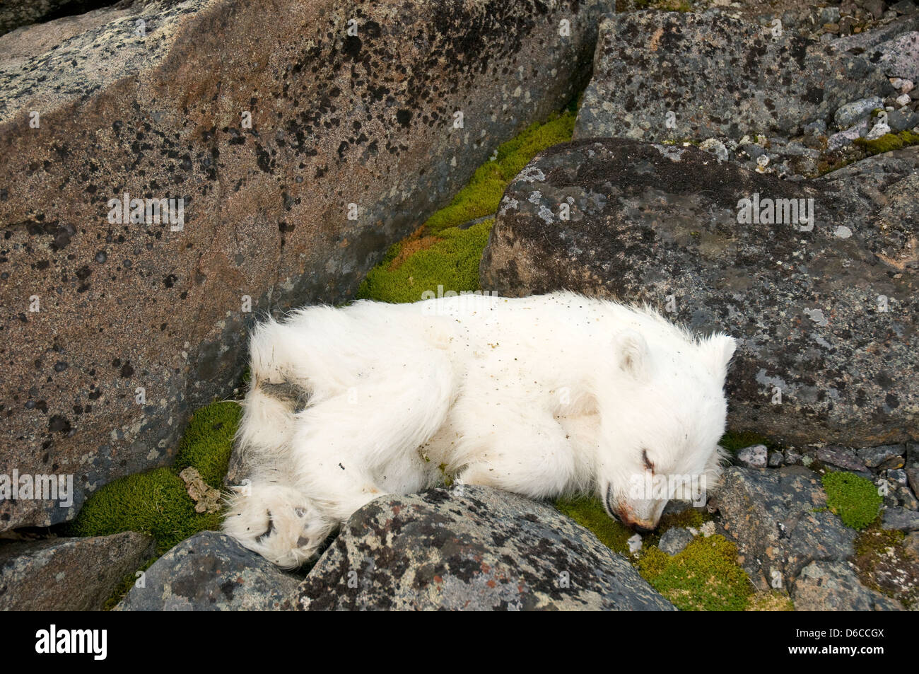 Norvegia Arcipelago delle Svalbard Spitsbergen Polar bea Ursus maritimus, cucciolo di primavera trovato morto lungo la costa Foto Stock