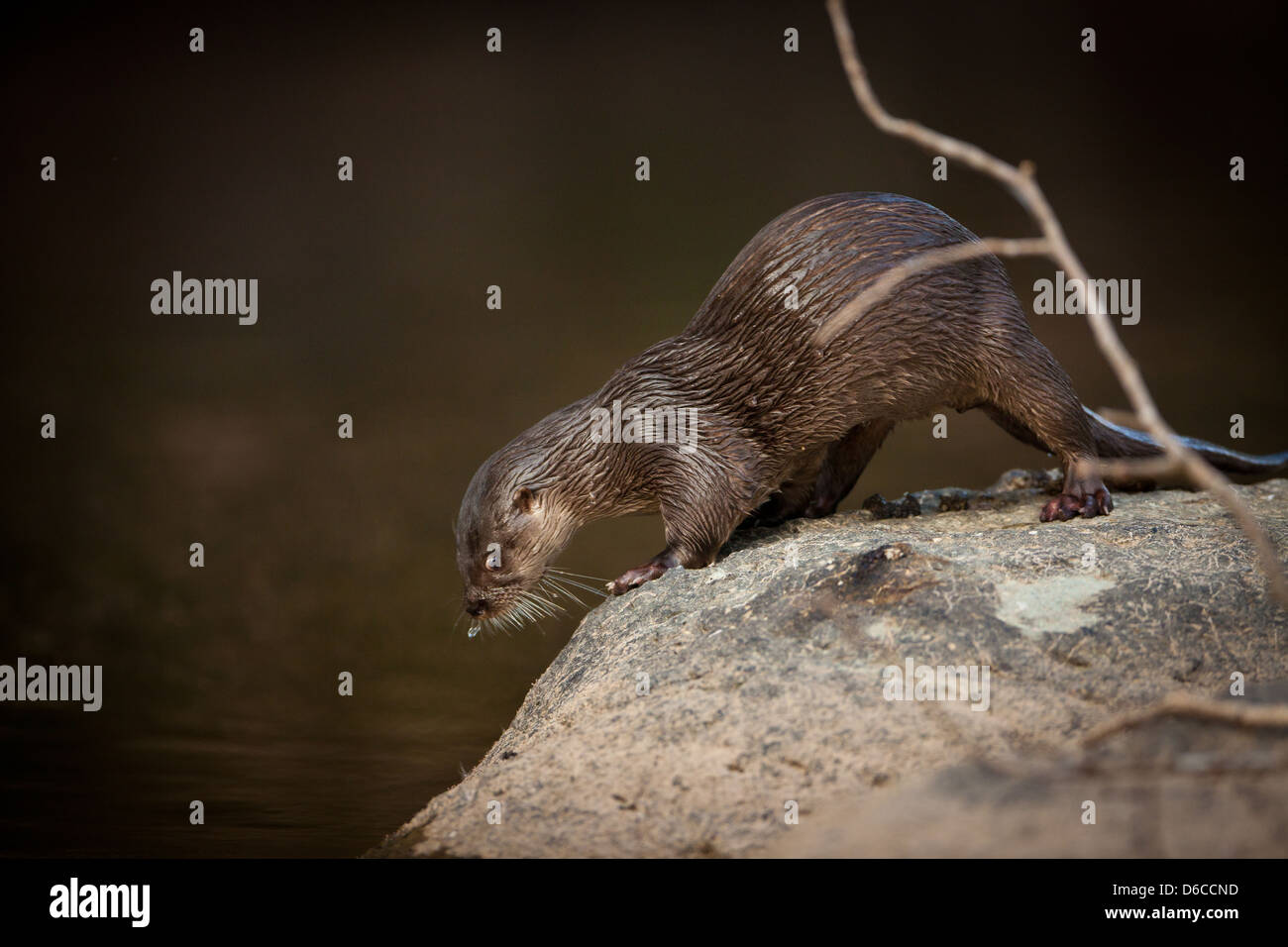 Panama fauna selvatica con una lontra neotropico fiume, Lontra longicaudis, in Rio Colle del sur, provincia di Colle, Repubblica di Panama, America Centrale. Foto Stock
