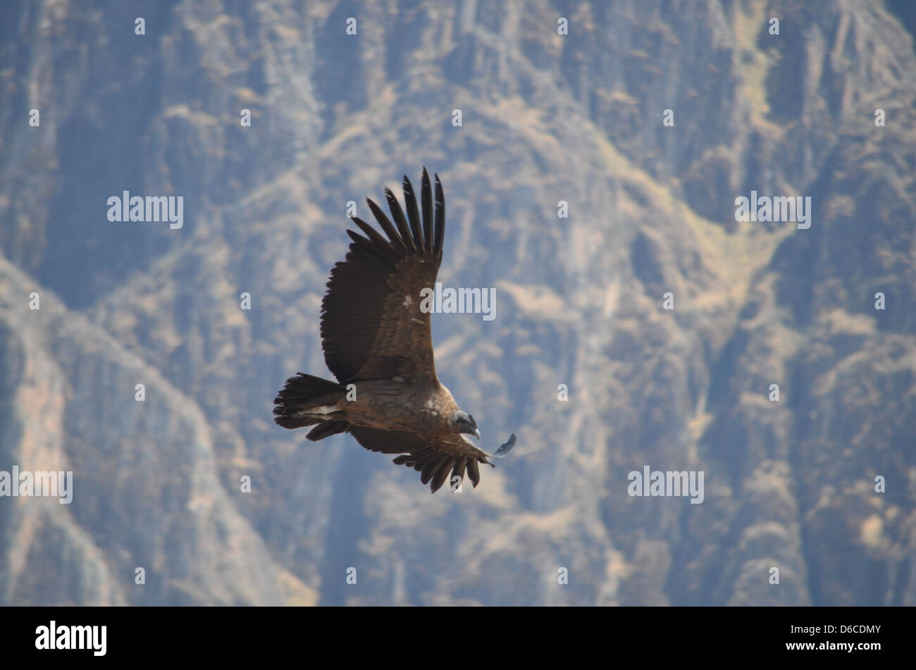 Un condor andino volare sopra il Canyon del Colca, Perù Foto Stock