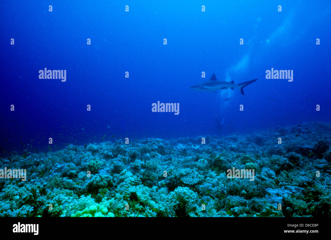 Lo squalo grigio di barriera,Carcharhinus anblyrhynchos,Mare Rosso Dec 1986 conversioni di scorrimento,l'Egitto,Penisola del Sinai,Sudan Safari immersioni dalla barca, Foto Stock