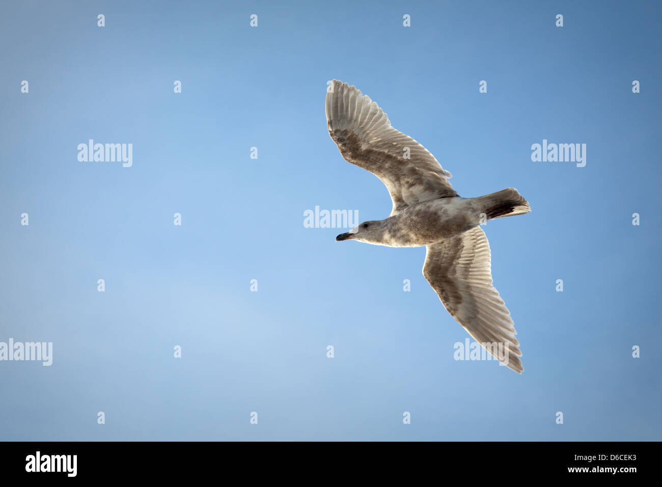 Un gabbiano volare vicino a Vancouver, Canada Foto Stock