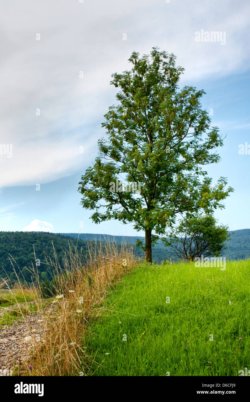 Albero di cenere Foto Stock