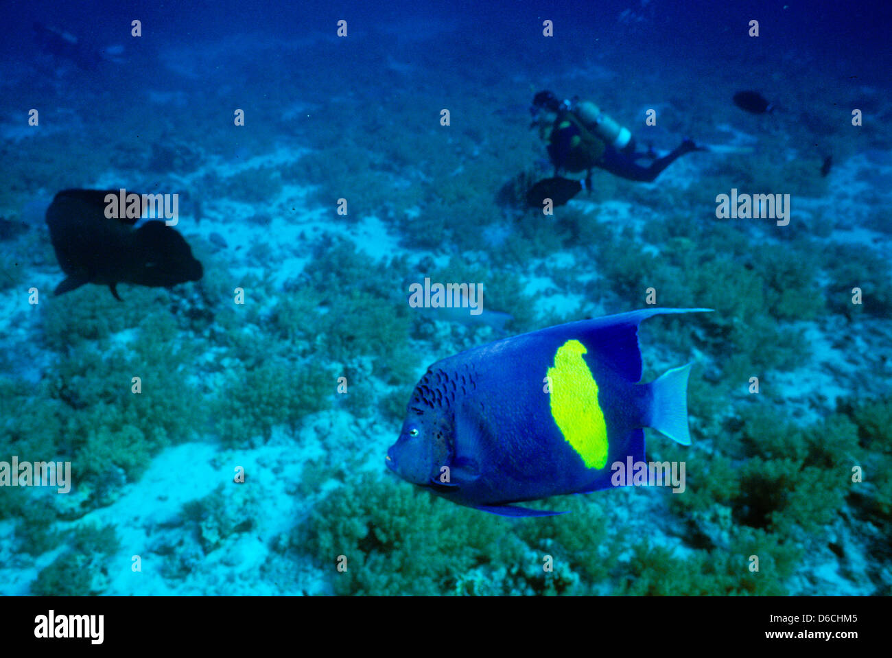 Yellowbar pesci angelo,Pomacanthus MaculosusRed Mare Dec 1986 scorrere le conversioni, Egitto,Penisola del Sinai,Sudan Safari immersioni dalla barca, Foto Stock