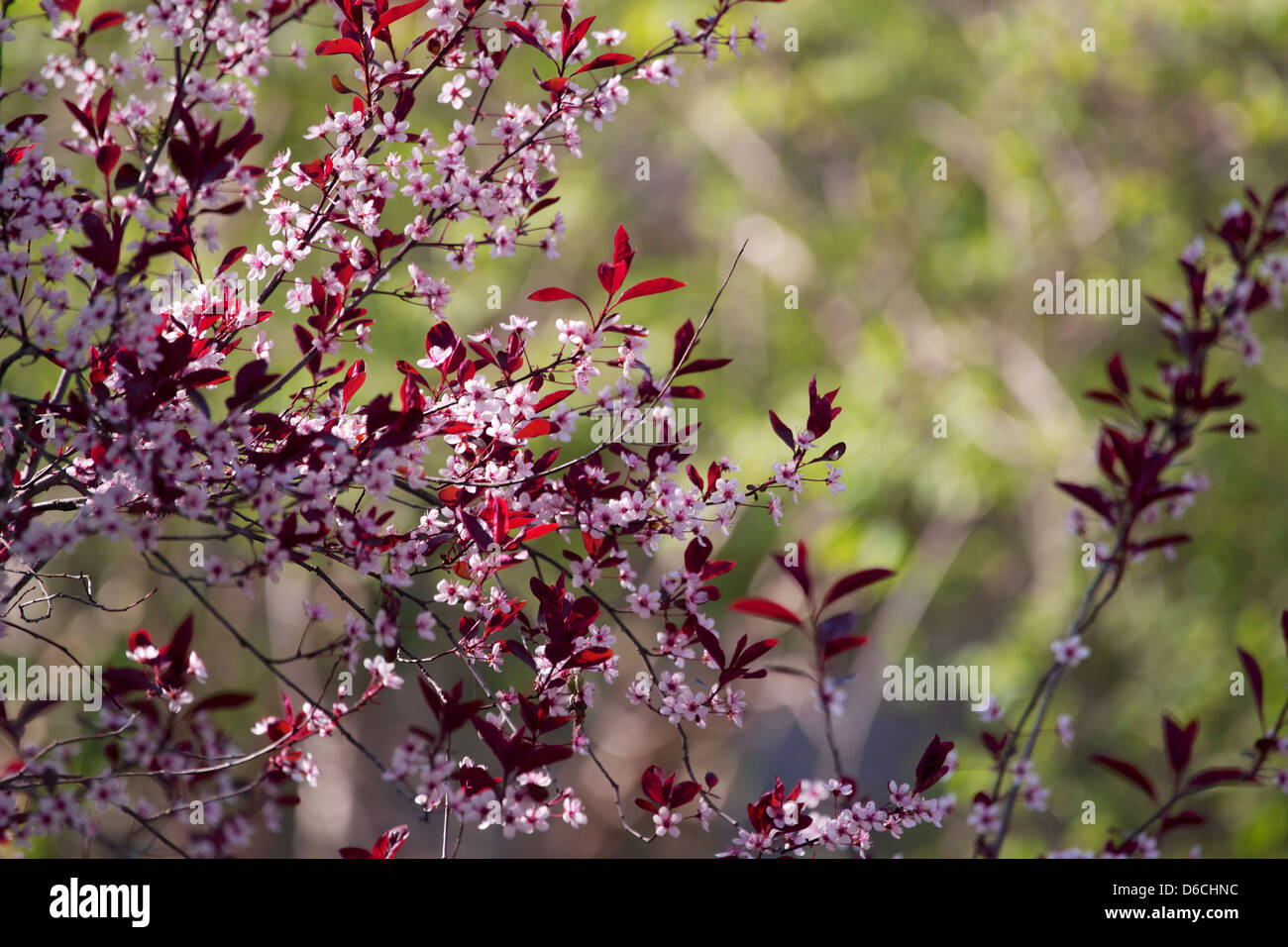 Arbusti da fiore primaverili immagini e fotografie stock ad alta  risoluzione - Alamy