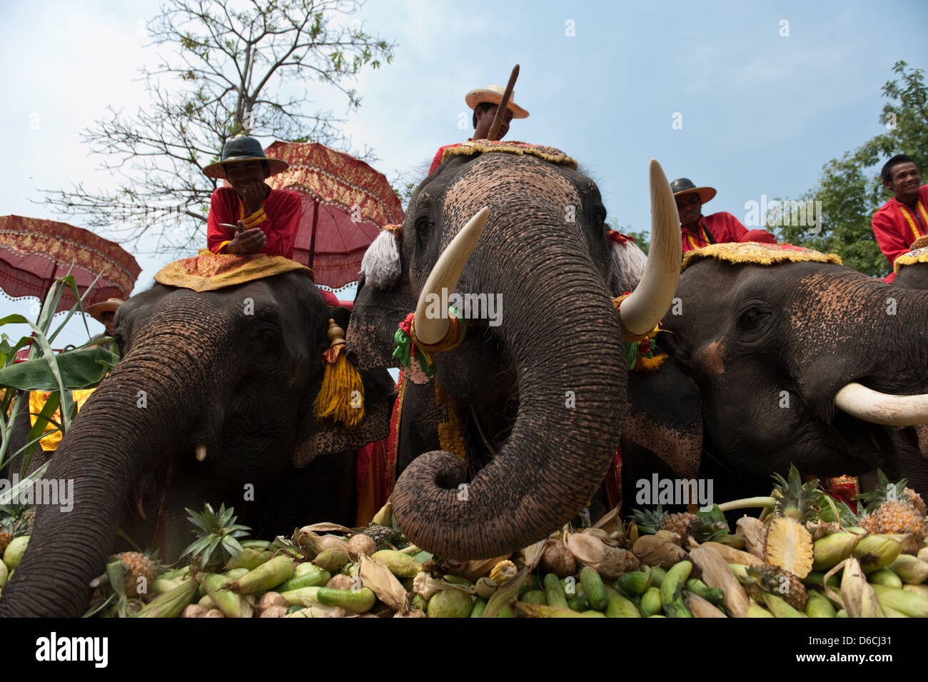 Ayutthaya, Thailandia, l'elefante i detentori del giorno dell'elefante nella Fuetterung Foto Stock