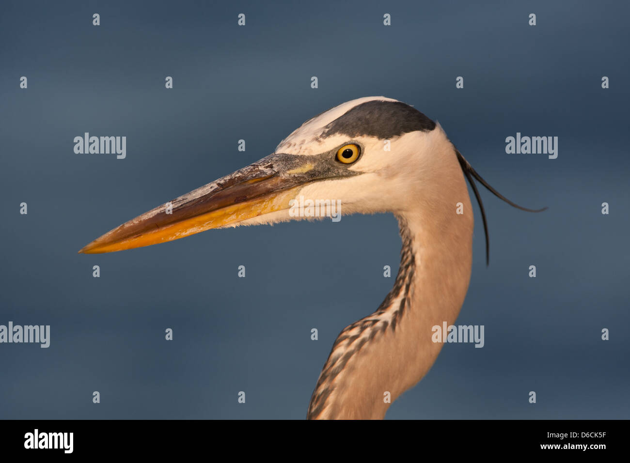 Great Blue Heron testa sparato Shorebird guado uccello natura fauna selvatica ambiente Foto Stock