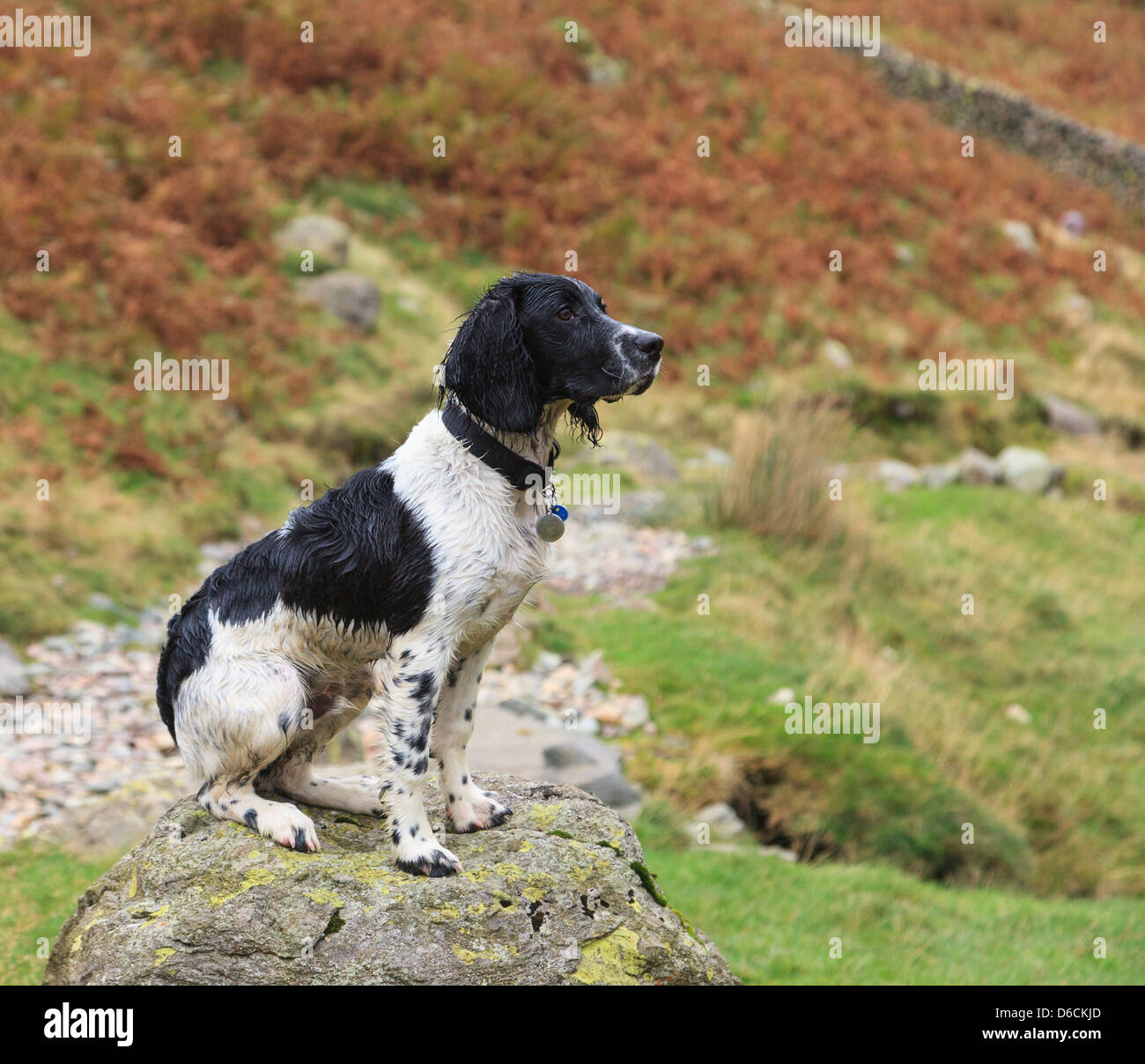 Un umido e sporco English Springer Spaniel cane seduto da solo su una roccia da un paese a un percorso su un cammino nel Lake District Inghilterra UK Gran Bretagna Foto Stock