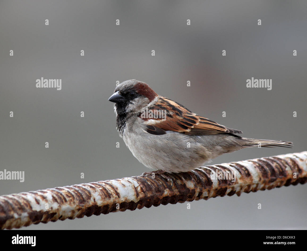 Sparrow seduti sul tondino di ferro Foto Stock