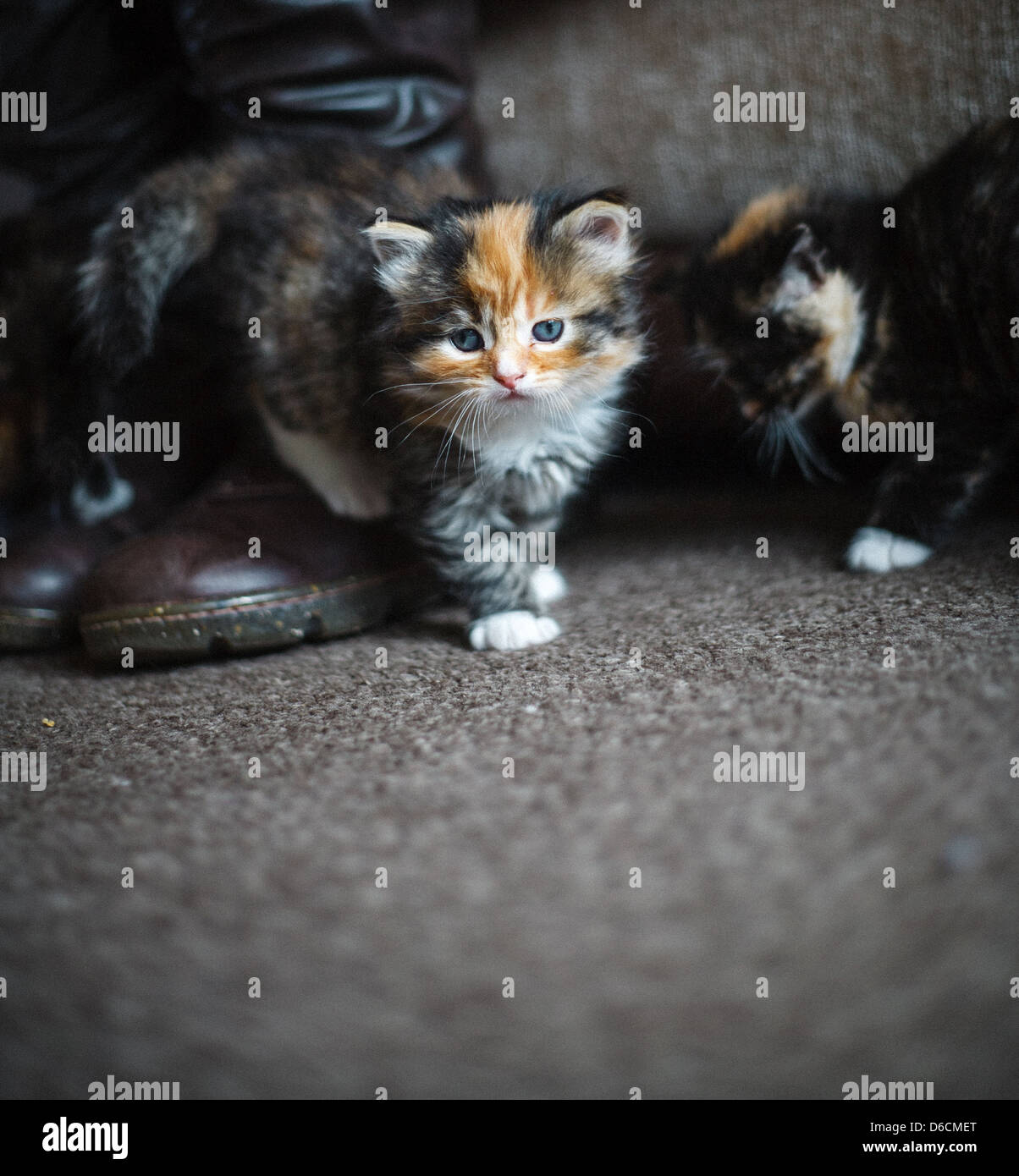 I gattini di riproduzione. Foto Stock