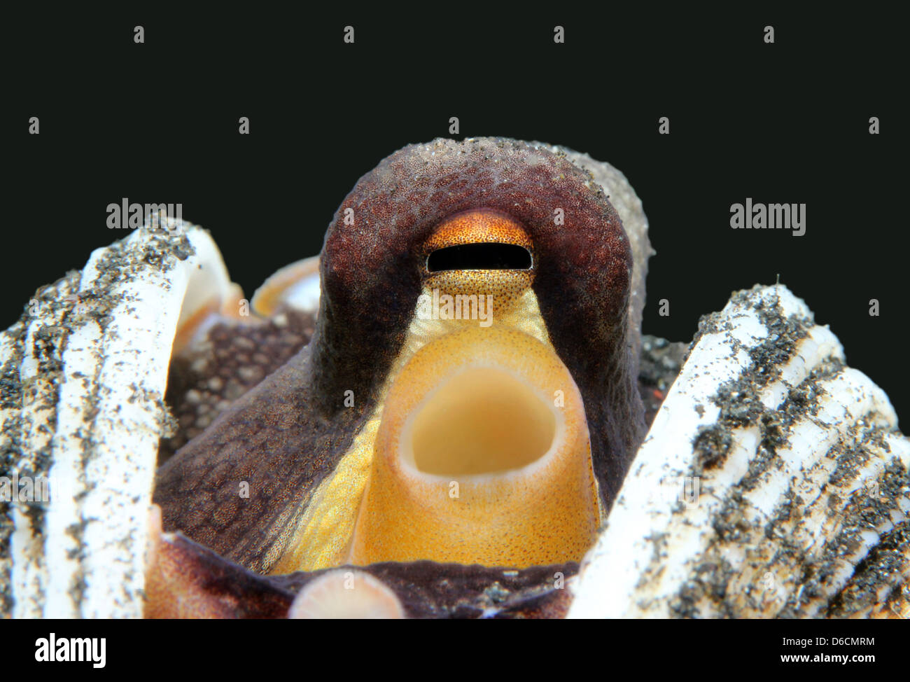 Close-up di una noce di cocco Octopus (Amphioctopus marginatus) prendendo rifugio tra conchiglie, Lembeh strait, Indonesia Foto Stock