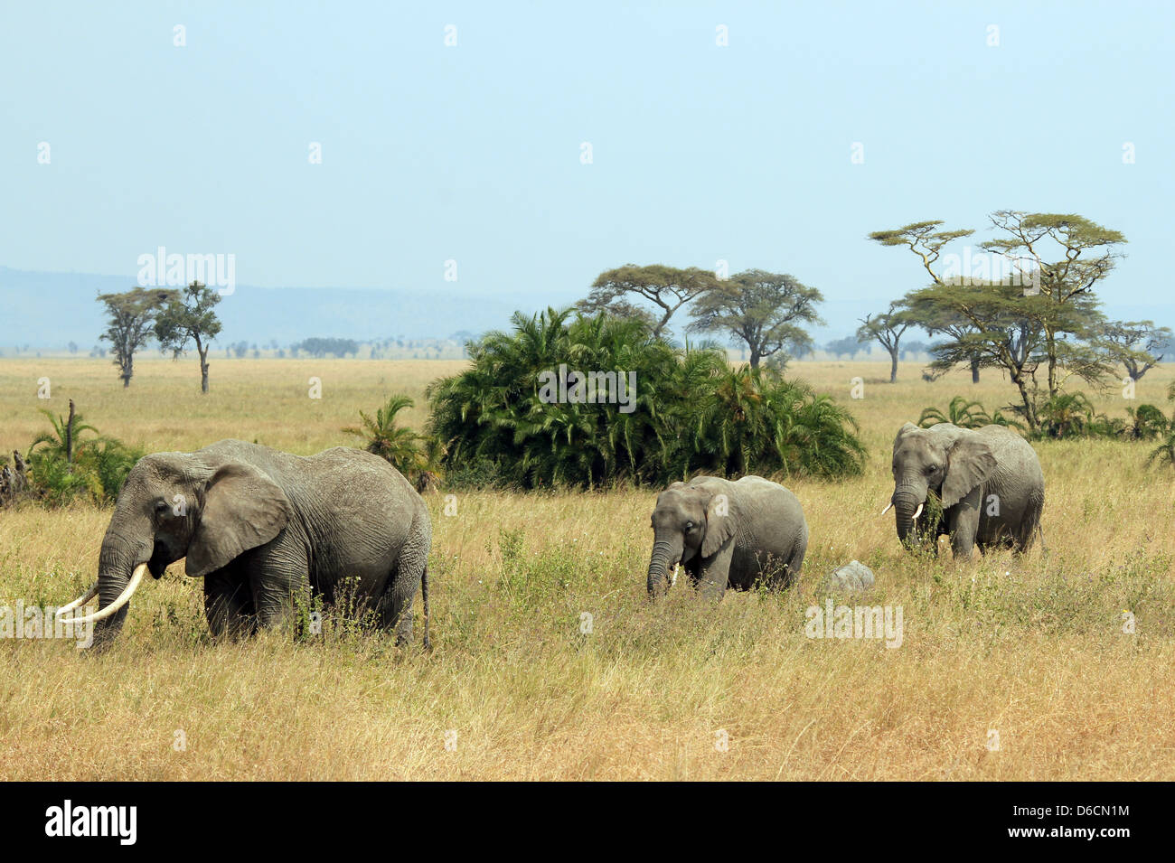 Famiglia di elefante africano (Loxodonta africana) passeggiate, Serengeti, Tanzania Foto Stock