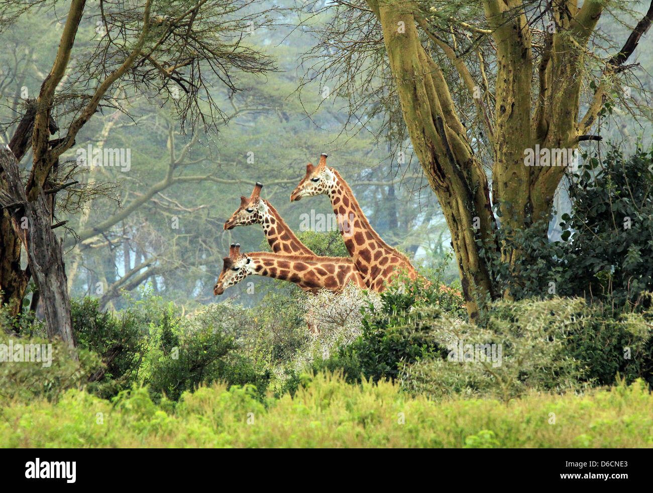 Tre Maasai Giraffe (Giraffa Tippelskirchi) nella boccola, Lake Nakuru, Kenya Foto Stock