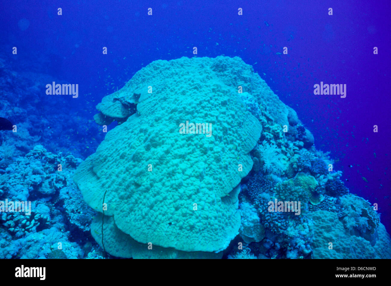 Corallo di montagna,Porites lutea,Mare Rosso Dec 1986 Underwater scorrere le conversioni, Egitto,Penisola del Sinai,Sudan barca safari Diving Foto Stock