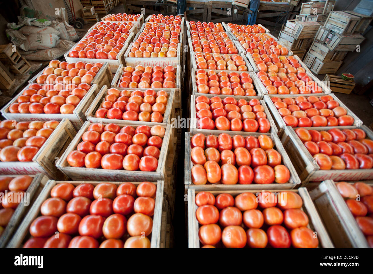 Casse di pomodori ordinati sulla fattoria di pomodoro in Rancagua, Cile Foto Stock