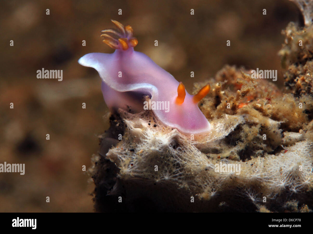 Apolegma Nudibranch/viola-rosa Nudibranch/Cinderella Nudibranch (Hypselodoris apolegma), Lembeh strait, Indonesia Foto Stock