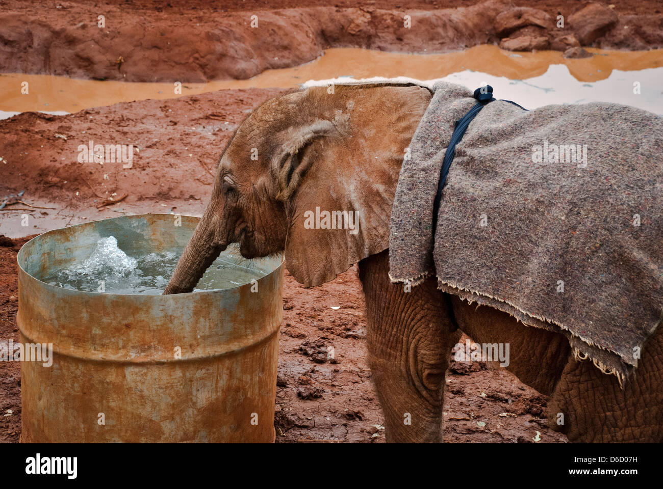Carino Elephant di vitello, Loxodonta africana, soffiare bolle in un barile di acqua al Sheldrick l'Orfanotrofio degli Elefanti, Nairobi, Kenia Foto Stock