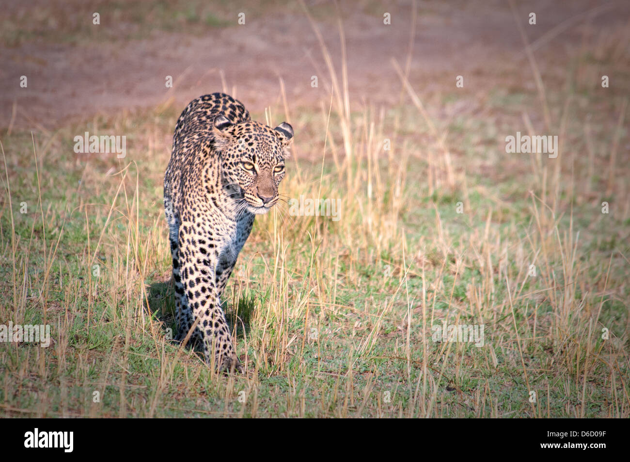 African Leopard, Panthera pardus, passeggiate nel Masai Mara, Kenya, Africa orientale Foto Stock