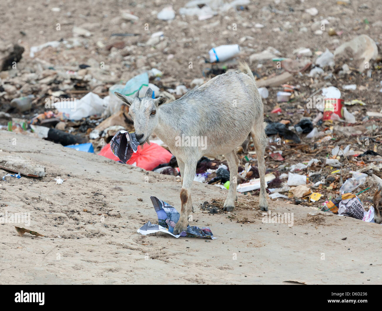 Una capra di mangiare spazzatura Foto Stock