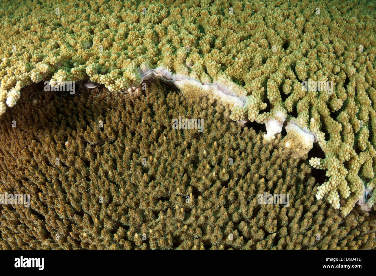Due coralli pietroso competere per il turf attaccando e il tentativo di out-crescere uno un altro Foto Stock