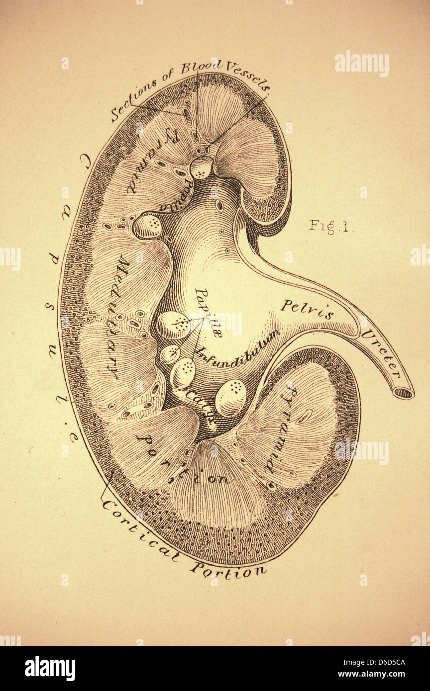 Un antico illustrazione del rene sinistro. Foto Stock