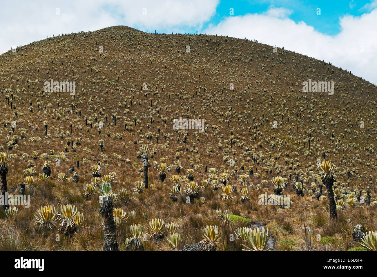 Piante Frailejone a Los Nevados National Park, il Salento, Colombia, Sud America Foto Stock