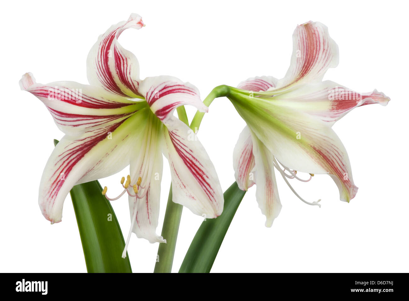 Fiori Hippeastrum isolato Foto Stock