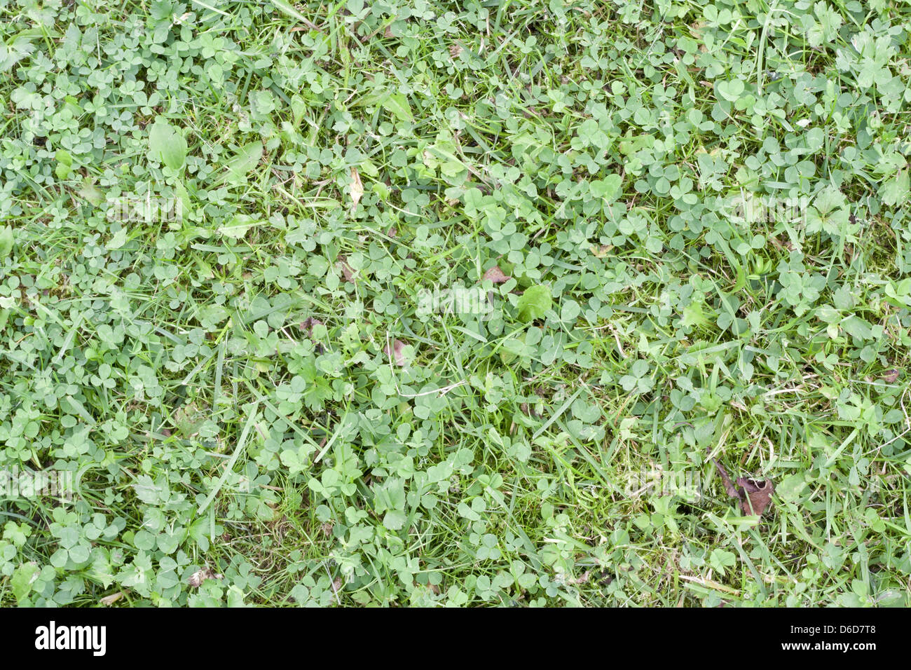 Foreste di erba incolta sfondo Foto Stock