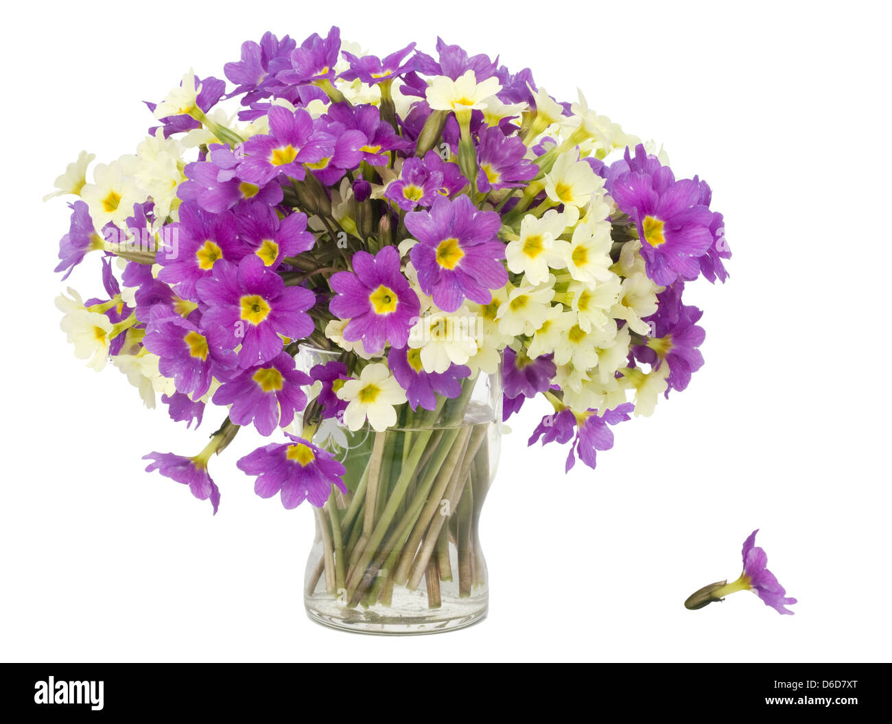 Ciuffi di primule fiori in vetro di piccole dimensioni Foto Stock