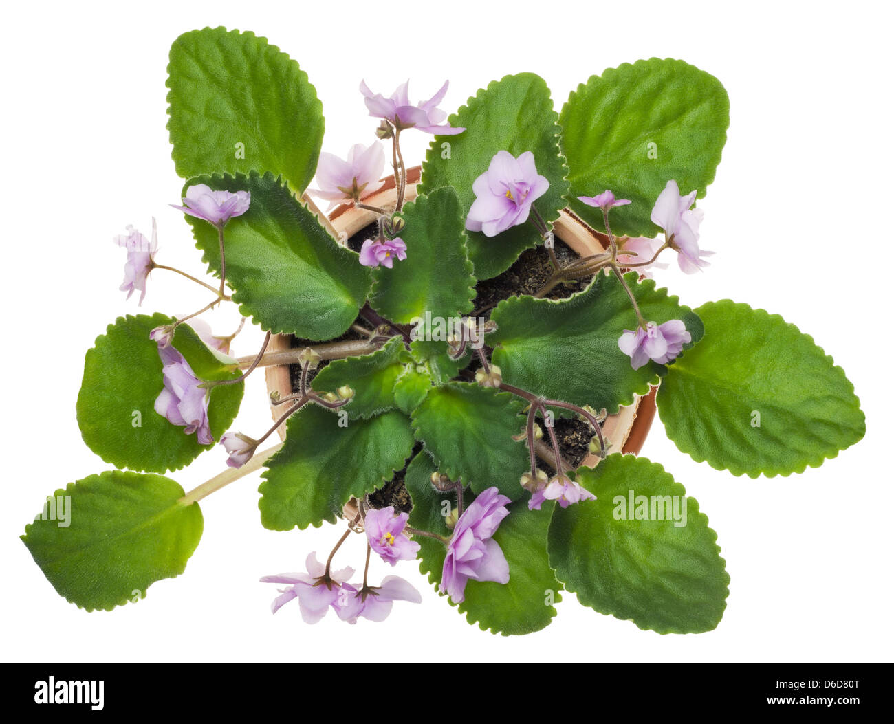 Dolci violette rosa crescere in un piccolo vaso Foto Stock
