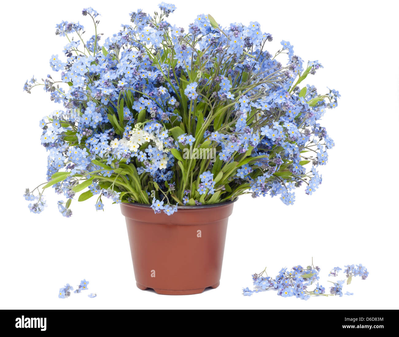 Grande mazzo da Dimenticare me not (Myosotis) Foto Stock