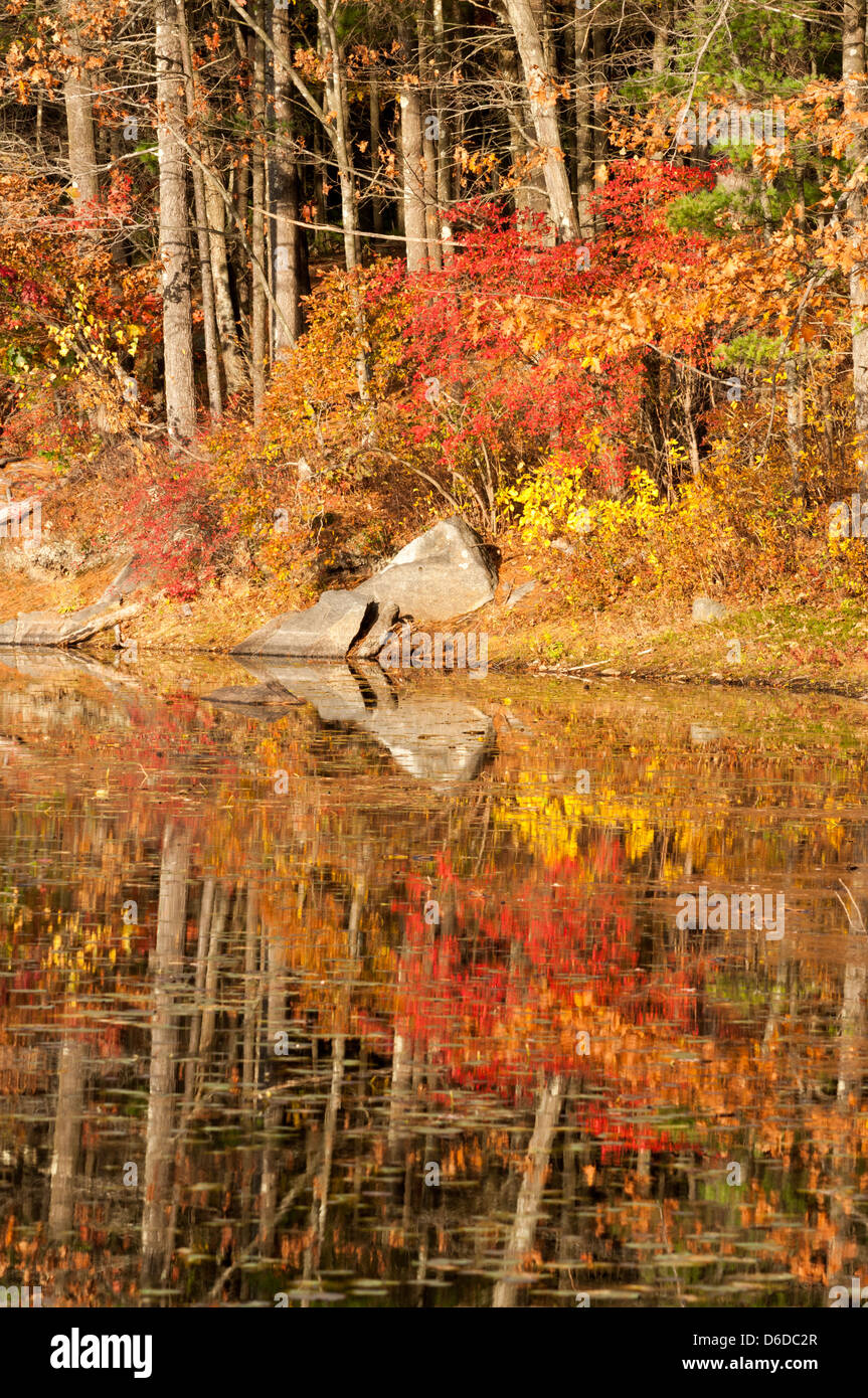 I colori dell'autunno in Harold Parker la foresta di stato, Andover, MA Foto Stock