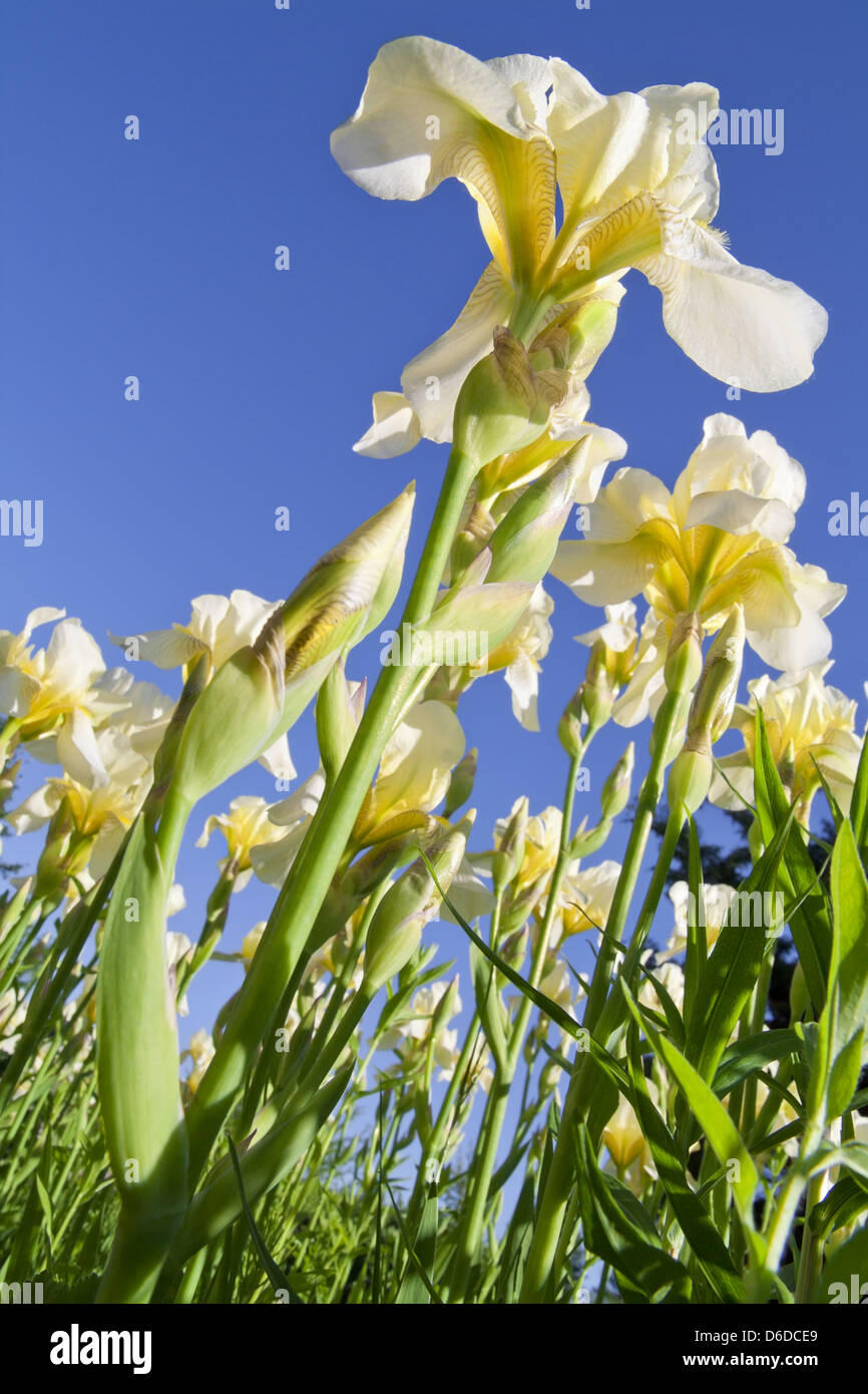 Vista dal lato posteriore di iridi gialli Foto Stock