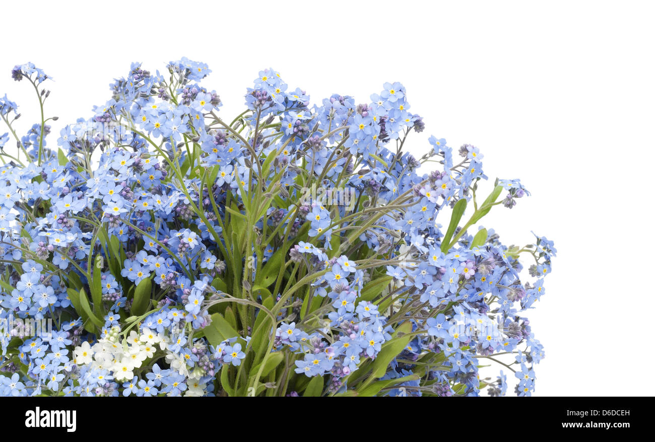 Dimenticare me not (Myosotis) impianto cartolina Foto Stock