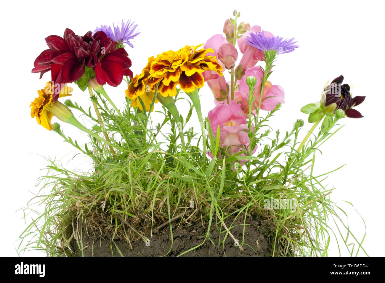 La nostra casa - è un pianeta del concetto di fiori Foto Stock