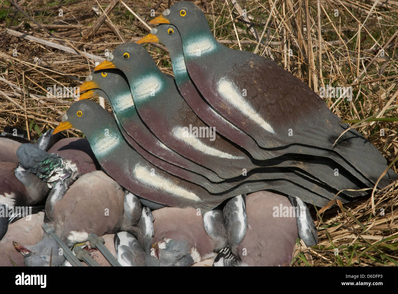 Borsa del Legno-piccioni (Columba palumbus) con il semiguscio decoy Foto Stock
