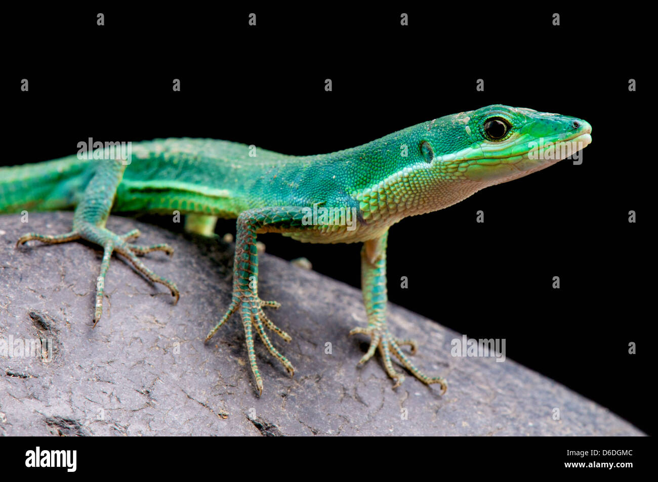 Prato Smeraldo lizard / Takydromus smaragdinus Foto Stock