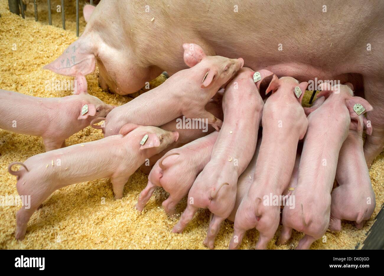 Tre settimane di suinetti di allattare su una scrofa al Green Days della Turingia, un'agricoltura internazionale equo, a Erfurt, Germania, 7 settembre 2012. 275 espositori provenienti da vari paesi presentano i loro prodotti provenienti da tutte le aree del settore agricolo che spaziano dal cibo organico per macchine agricole. Ci saranno anche 1.500 animali sul display della fiera fino a domenica. Foto: Mich Foto Stock