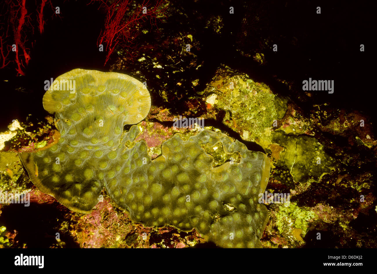 Coral Garden,Dendronephthya sp.Mar Rosso Giugno 1988 subacquea conversioni di scorrimento,l'Egitto,Penisola del Sinai,Sudan barca safari Diving Foto Stock