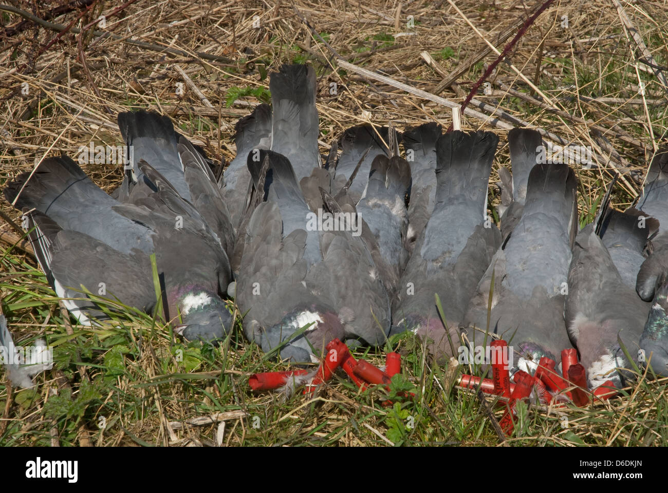 Borsa del Legno-piccioni (Columba palumbus) con foro 28 casi shotgun Foto Stock
