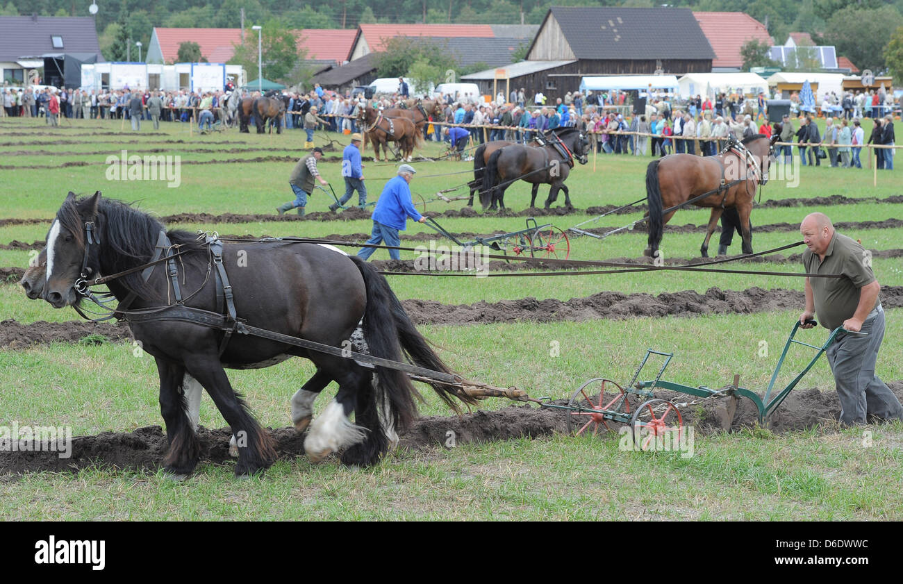 Gli agricoltori aratro una linea retta durante il 2° est campionati tedeschi in a cavallo il aratura alla nona villaggio e harvest festival nel Brandeburgo in Muckwar, Germania, 15 settembre 2012. La 159 villaggio I residenti si aspettano più di 25.000 persone per il festival. Foto: Bernd Settnik Foto Stock