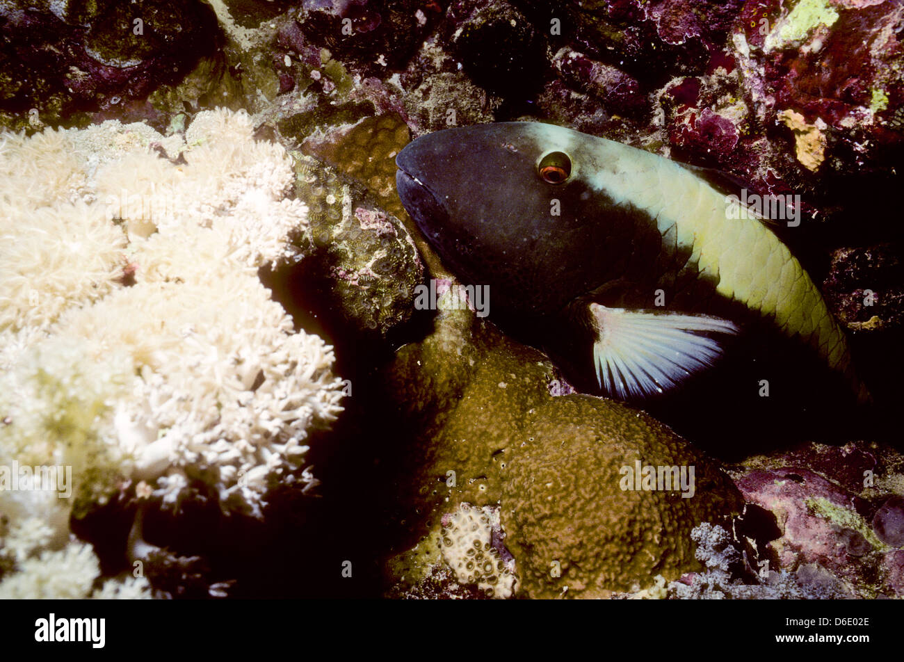 Pesce di trigger,famiglia Balistidae.Mar Rosso Giugno 1988 conversioni di scorrimento,l'Egitto,Penisola del Sinai,Sudan barca safari Diving Foto Stock