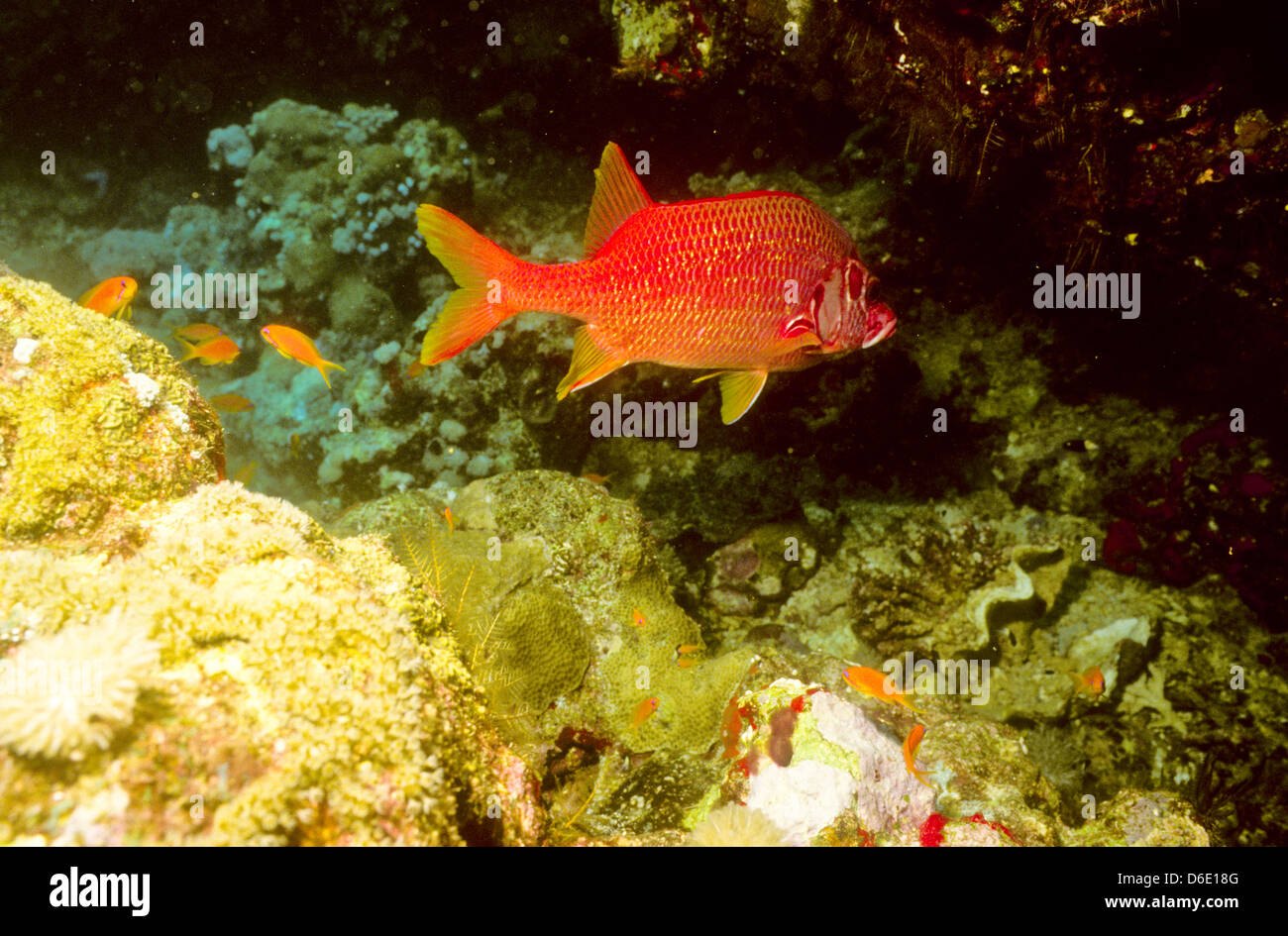 Lunghe ganasce pesce scoiattolo,Sargocentron spiniferum,Mare Rosso Giugno 1988 conversioni di scorrimento,l'Egitto,Penisola del Sinai,Sudan Diving Safari Foto Stock