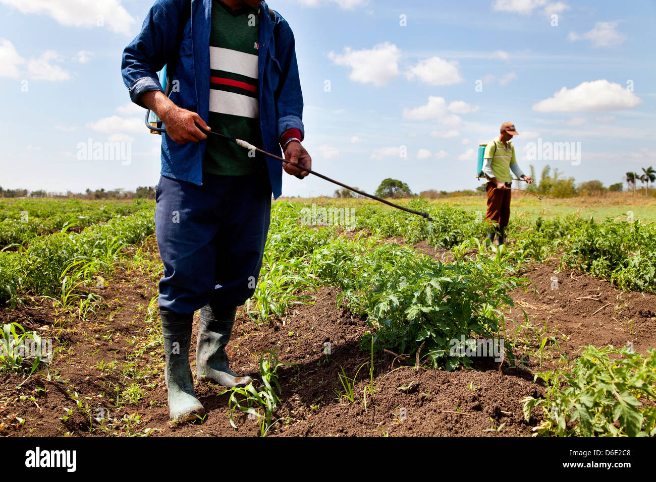 Gli agricoltori, contadini, le persone e gli uomini al lavoro in campo di fattoria, spruzzatura insetticida e pesticida. ANAP cooperativa in Guines, Cuba. Foto Stock