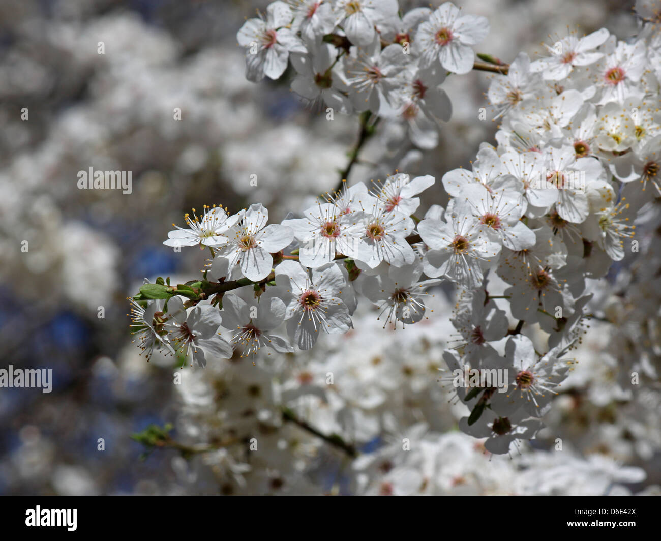 Fioritura il ramo di susino Foto Stock